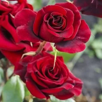 Vörös - as - intenzív illatú rózsa - eper aromájú