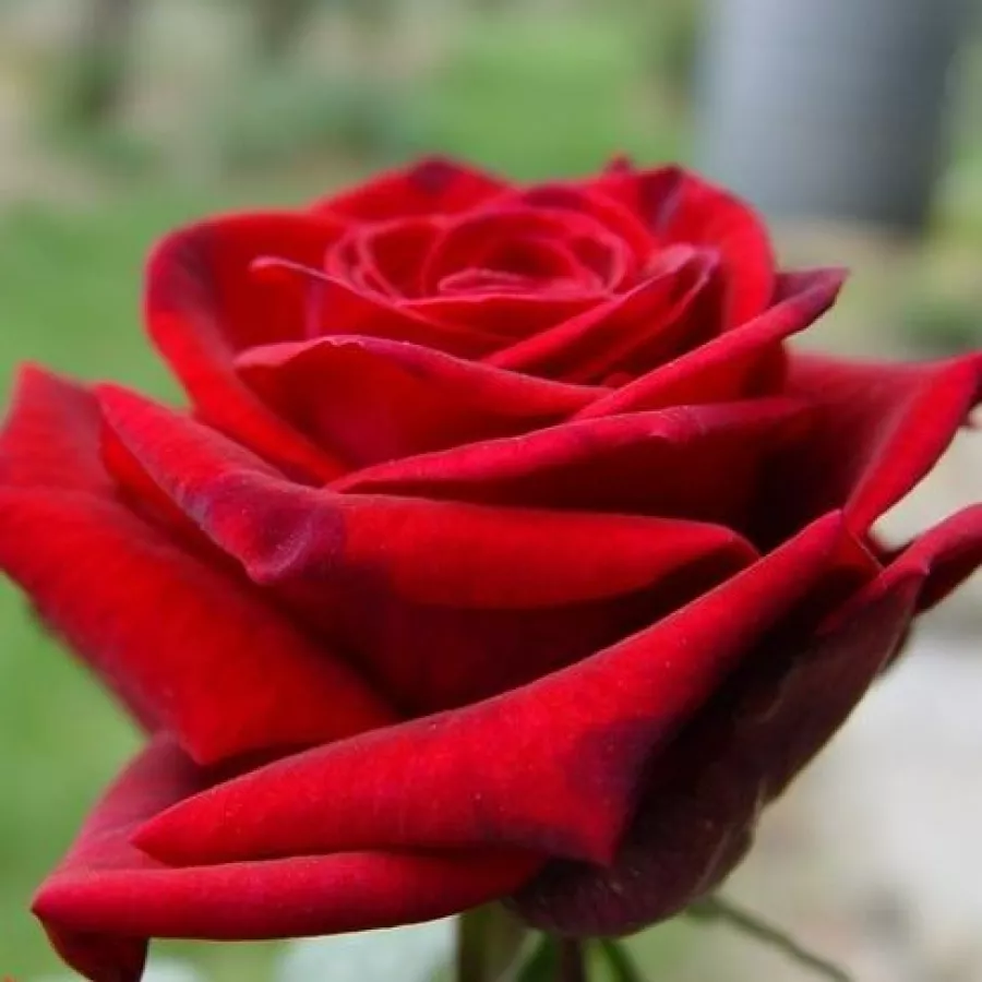 Hibridna čajevka - Ruža - Charles Mallerin - sadnice ruža - proizvodnja i prodaja sadnica