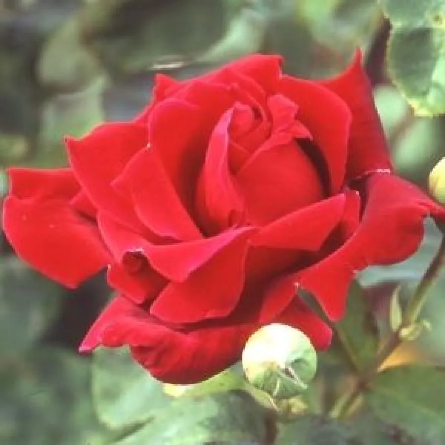 šaličast - Ruža - Charles Mallerin - sadnice ruža - proizvodnja i prodaja sadnica
