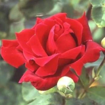 Rosa Charles Mallerin - jarko crvena - hibridna čajevka