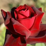 Vörös - intenzív illatú rózsa - eper aromájú - teahibrid rózsa - Rosa Charles Mallerin - Online rózsa rendelés