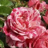 Vörös - fehér - virágágyi polianta rózsa - diszkrét illatú rózsa - málna aromájú - Rosa Crazy Maya ® - Online rózsa rendelés