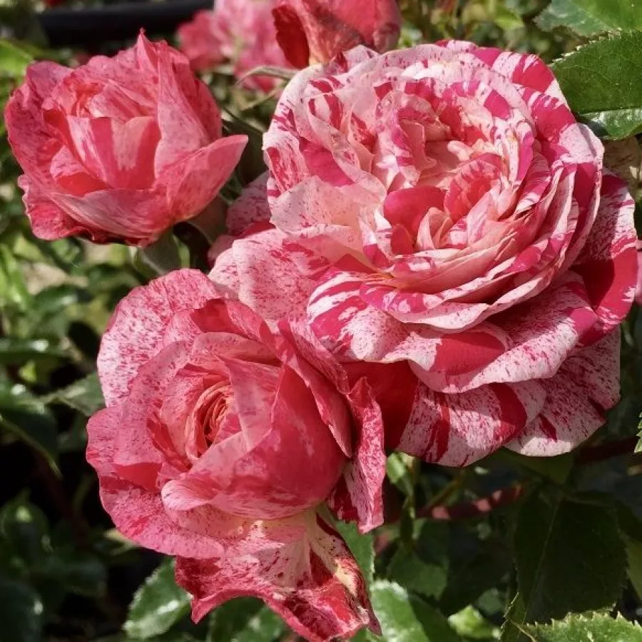 Róża rabatowa polianta - Róża - Crazy Maya ® - róże sklep internetowy