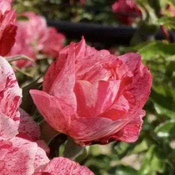 Rosa Crazy Maya ® - vörös - fehér - virágágyi polianta rózsa