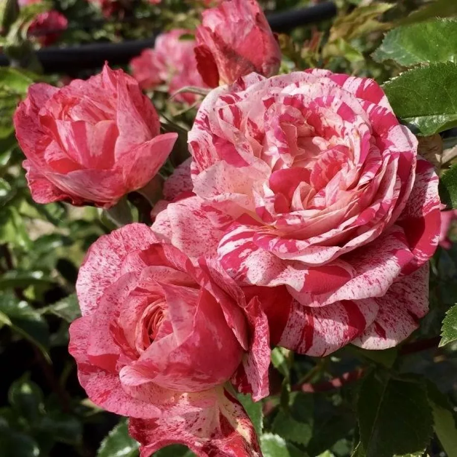 Bukietowe - Róża - Crazy Maya ® - sadzonki róż sklep internetowy - online
