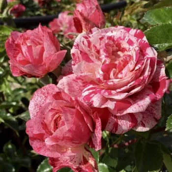 Vörös - fehér csíkos - virágágyi polianta rózsa - diszkrét illatú rózsa - málna aromájú