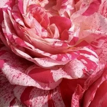 Online rózsa vásárlás - virágágyi polianta rózsa - diszkrét illatú rózsa - málna aromájú - Crazy Maya ® - vörös - fehér - (40-50 cm)