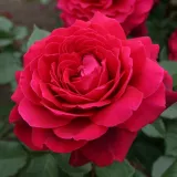 Vörös - teahibrid rózsa - Online rózsa vásárlás - Rosa Bellevue ® - diszkrét illatú rózsa - pézsma aromájú