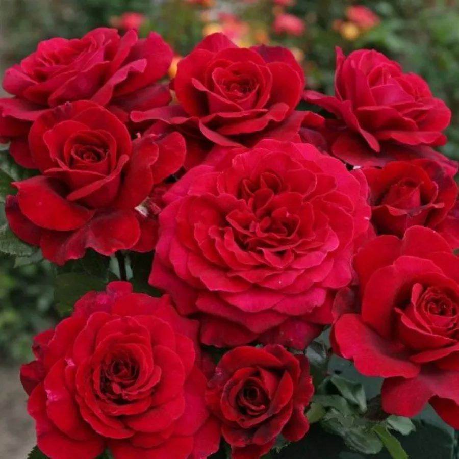 Czerwony - Róża - Bellevue ® - Szkółka Róż Rozaria
