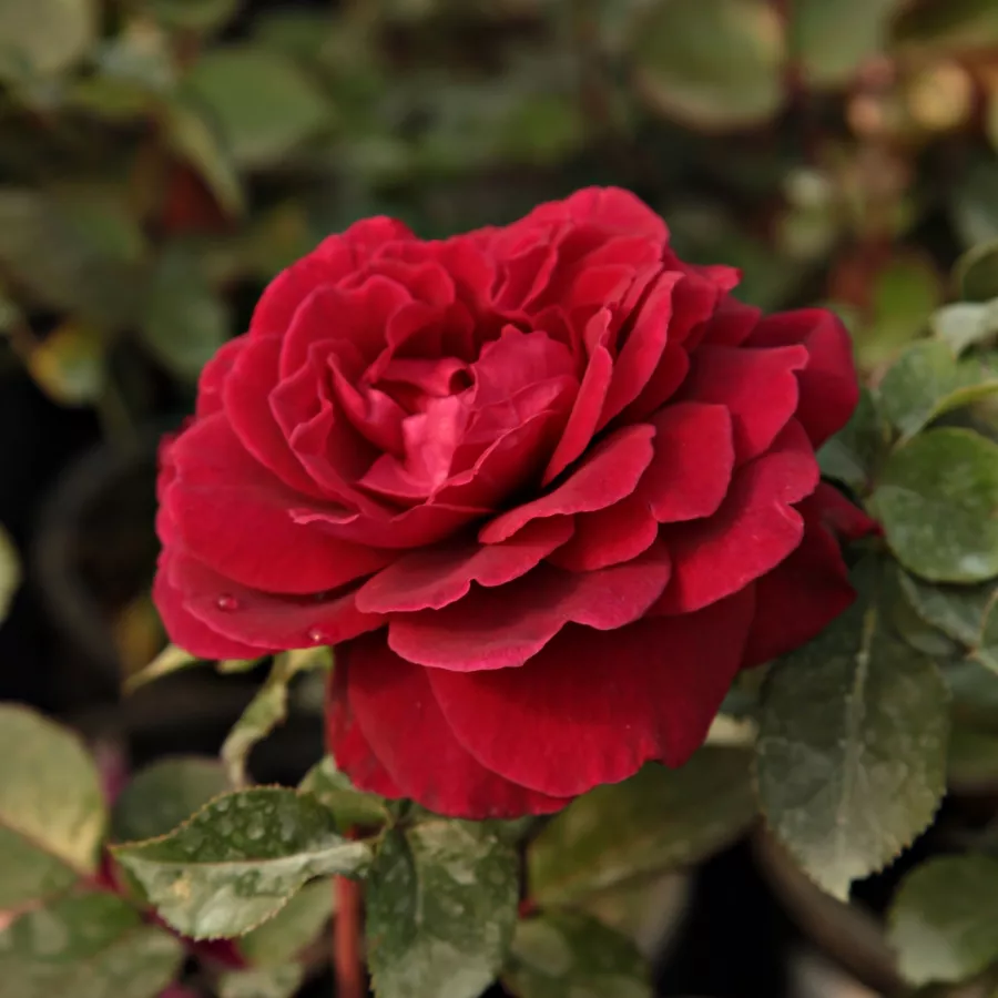 KORvuebell - Róża - Bellevue ® - Szkółka Róż Rozaria