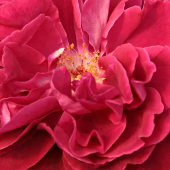 Pedir rosales - rojo - árbol de rosas híbrido de té – rosal de pie alto - Bellevue ® - rosa de fragancia discreta - almizcle