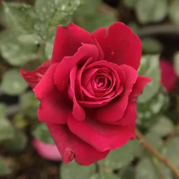 Rosa Bellevue ® - červený - čajohybrid