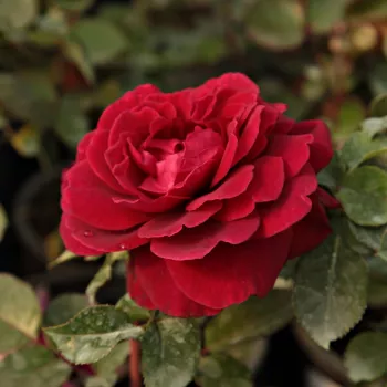 Jarko crvena - hibridna čajevka - ruža diskretnog mirisa - mošusna aroma