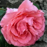 Rózsaszín - climber, futó rózsa - Online rózsa vásárlás - Rosa Dee Dee Bridgewater ® - diszkrét illatú rózsa - --