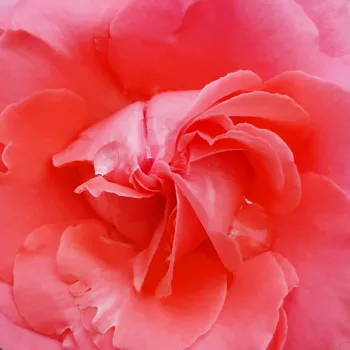Rózsa kertészet - rózsaszín - climber, futó rózsa - Dee Dee Bridgewater ® - diszkrét illatú rózsa - -- - (150-200 cm)