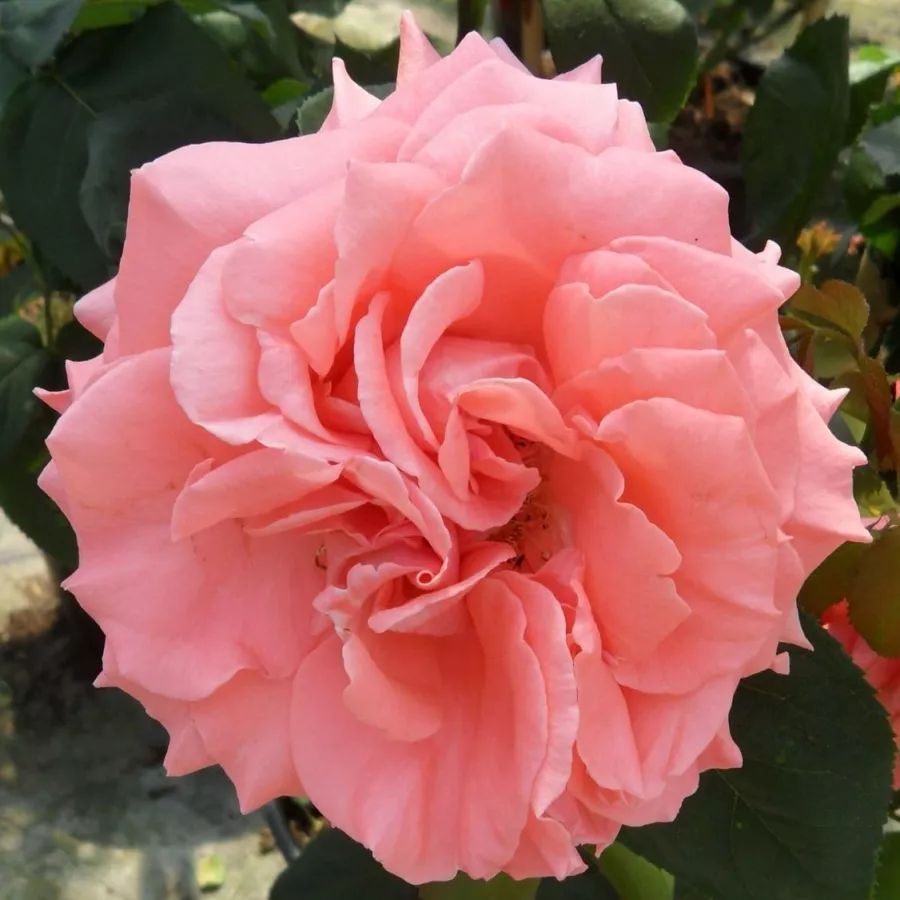 Climber, róża pnąca - Róża - Dee Dee Bridgewater ® - sadzonki róż sklep internetowy - online