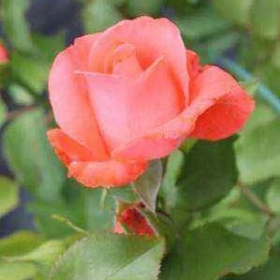 šaličast - Ruža - Dee Dee Bridgewater ® - sadnice ruža - proizvodnja i prodaja sadnica