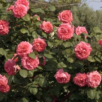 Rosa - rosales trepadores - rosa de fragancia discreta - -