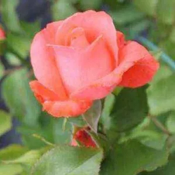 Rosa Dee Dee Bridgewater ® - rosa - rosales trepadores