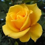 Teahibrid rózsa - diszkrét illatú rózsa - pézsma aromájú - kertészeti webáruház - Rosa Gina Lollobrigida ® - sárga