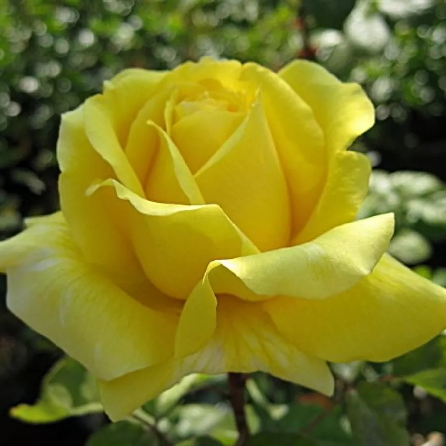 Teahibrid rózsa - Rózsa - Gina Lollobrigida ® - kertészeti webáruház