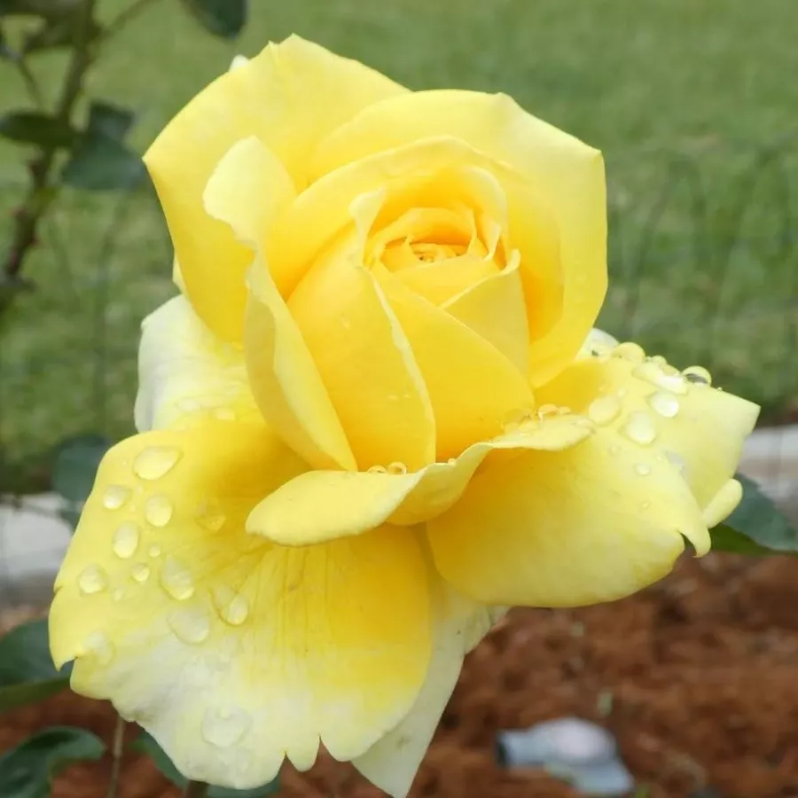 šaličast - Ruža - Gina Lollobrigida ® - sadnice ruža - proizvodnja i prodaja sadnica