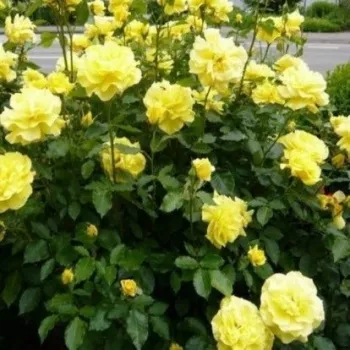 Sárga - teahibrid rózsa - diszkrét illatú rózsa - pézsma aromájú