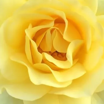 Rózsa kertészet - sárga - teahibrid rózsa - diszkrét illatú rózsa - pézsma aromájú - Gina Lollobrigida ® - (90-100 cm)