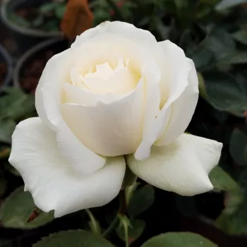LA PALOMA 85 ® – weiße Beet-Floribunda-Rose - Evers