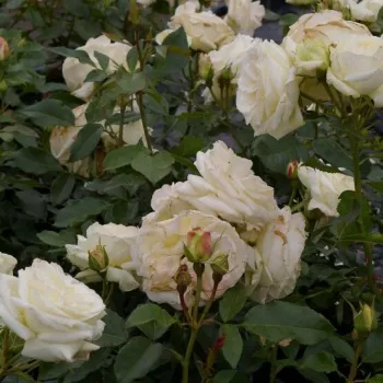 Die Gesamtwirkung der Blüte ist ein klarer, schneeweißer Farbton. - floribunda beetrose - sehr schwach, kaum wahrnehmbar duftende rose - dezent rosig
