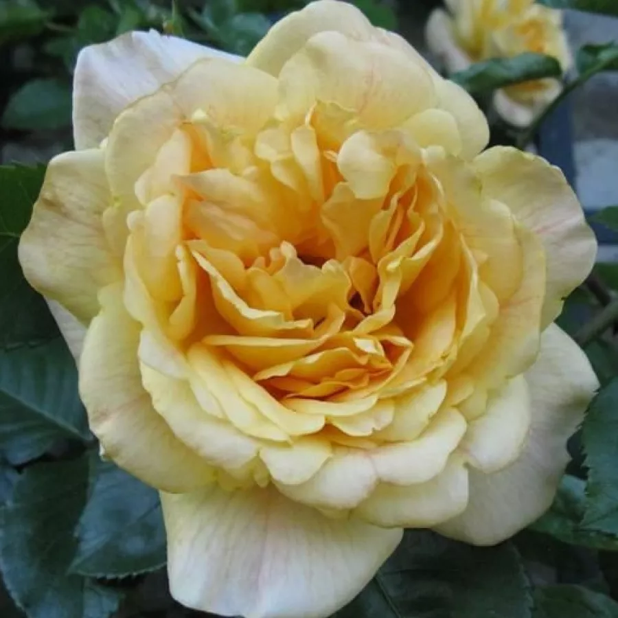 Amarillo - Rosa - Michka ® - Comprar rosales online