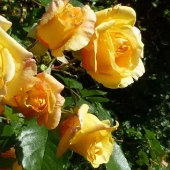 Rosa Michka ® - amarillo - rosales trepadores