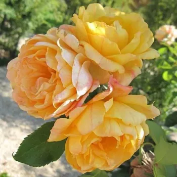 Amarillo - rosales trepadores - rosa de fragancia discreta - damasco
