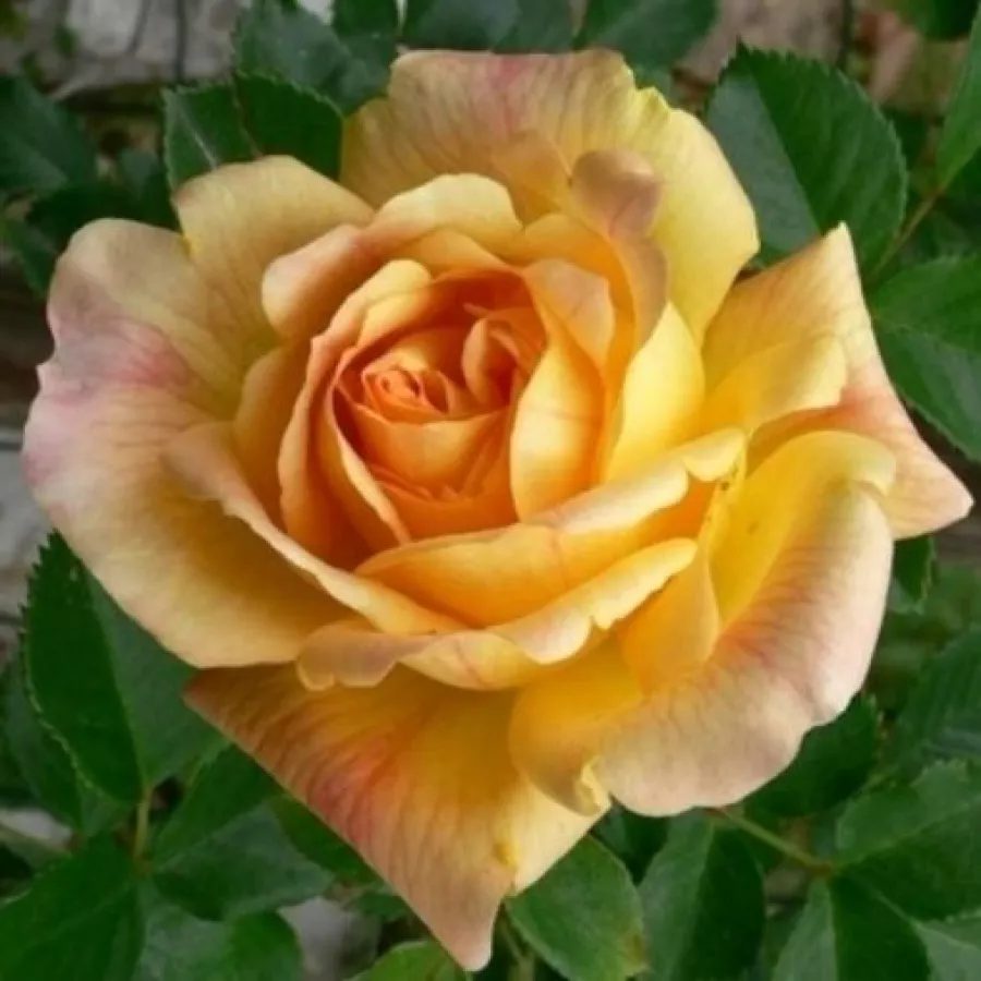 Amarillo - Rosa - Michka ® - rosal de pie alto