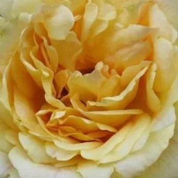 Pedir rosales - amarillo - as - Michka ® - rosa de fragancia discreta - damasco