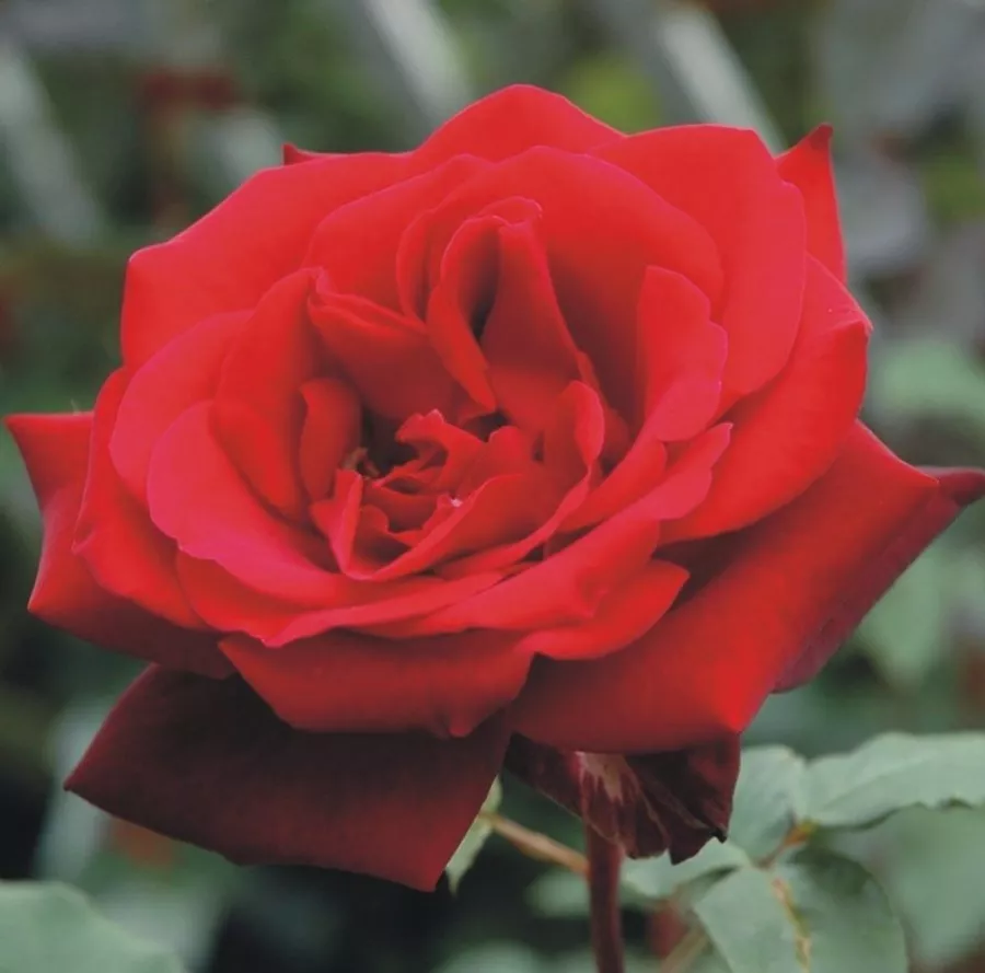 Ruža intenzivnog mirisa - Ruža - Mildred Scheel ® - sadnice ruža - proizvodnja i prodaja sadnica
