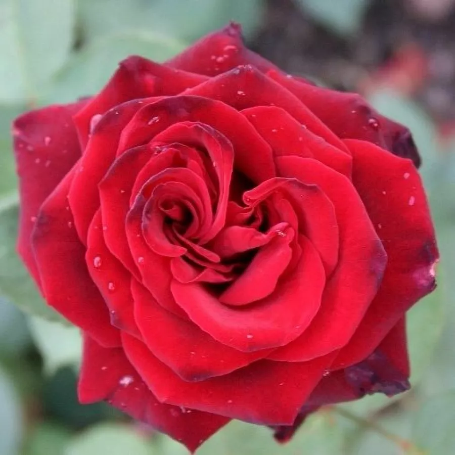Vrtnice čajevke - Roza - Mildred Scheel ® - vrtnice - proizvodnja in spletna prodaja sadik