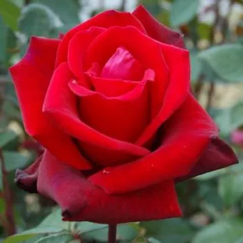 Rosa Mildred Scheel ® - vörös - teahibrid rózsa