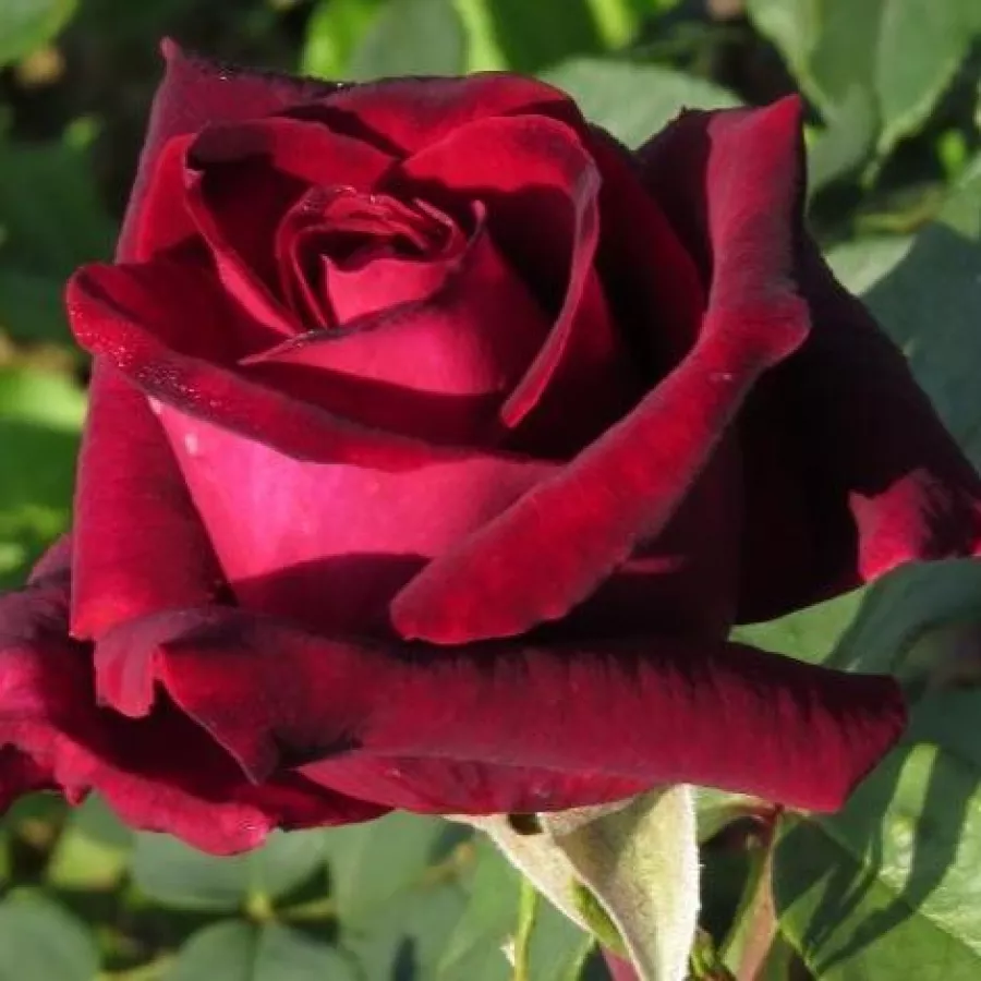 Tömvetelt virágú - Rózsa - Mildred Scheel ® - online rózsa vásárlás