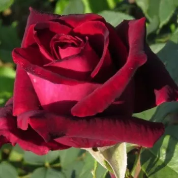 Sötétvörös - teahibrid rózsa - intenzív illatú rózsa - pézsma aromájú