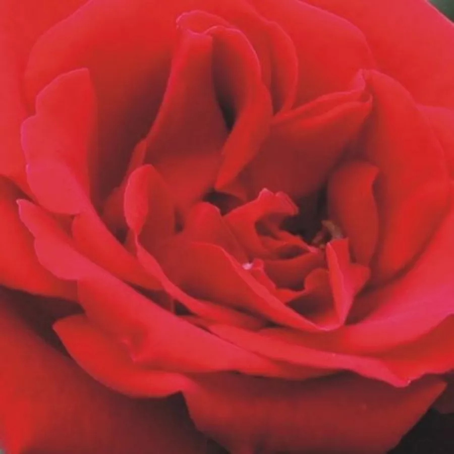 Csúcsos - Rózsa - Mildred Scheel ® - online rózsa vásárlás