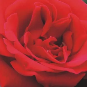 Narudžba ruža - jarko crvena - hibridna čajevka - ruža intenzivnog mirisa - mošusna aroma - Mildred Scheel ® - (90-100 cm)