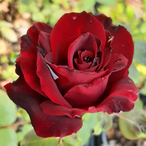 Perla Negra