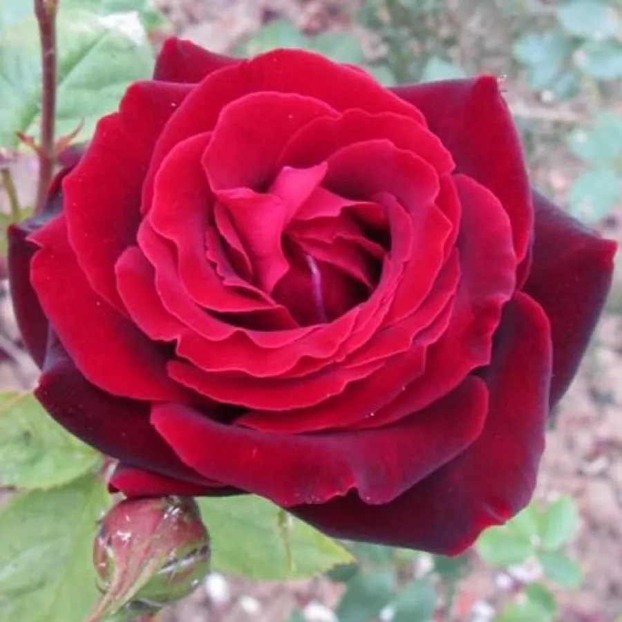 Róża bez zapachu - Róża - Perla Negra - sadzonki róż sklep internetowy - online
