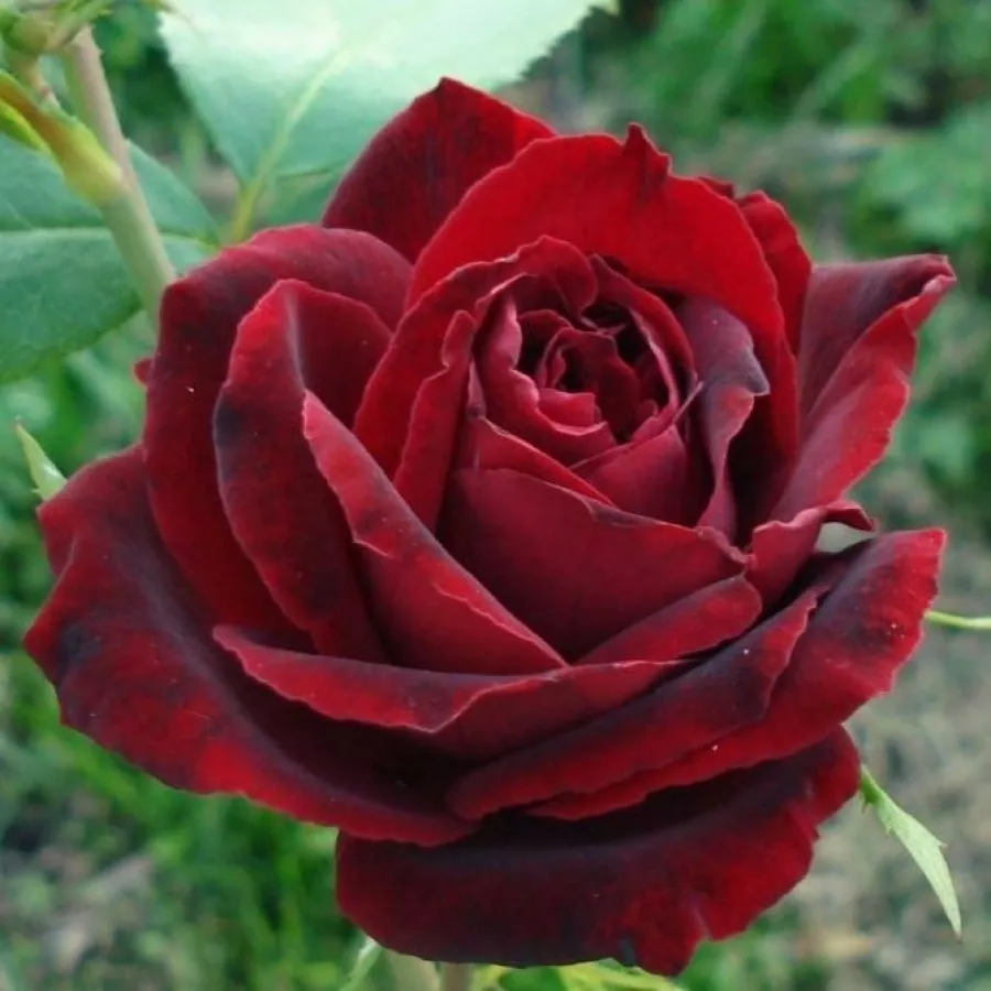 Hibridna čajevka - Ruža - Perla Negra - sadnice ruža - proizvodnja i prodaja sadnica