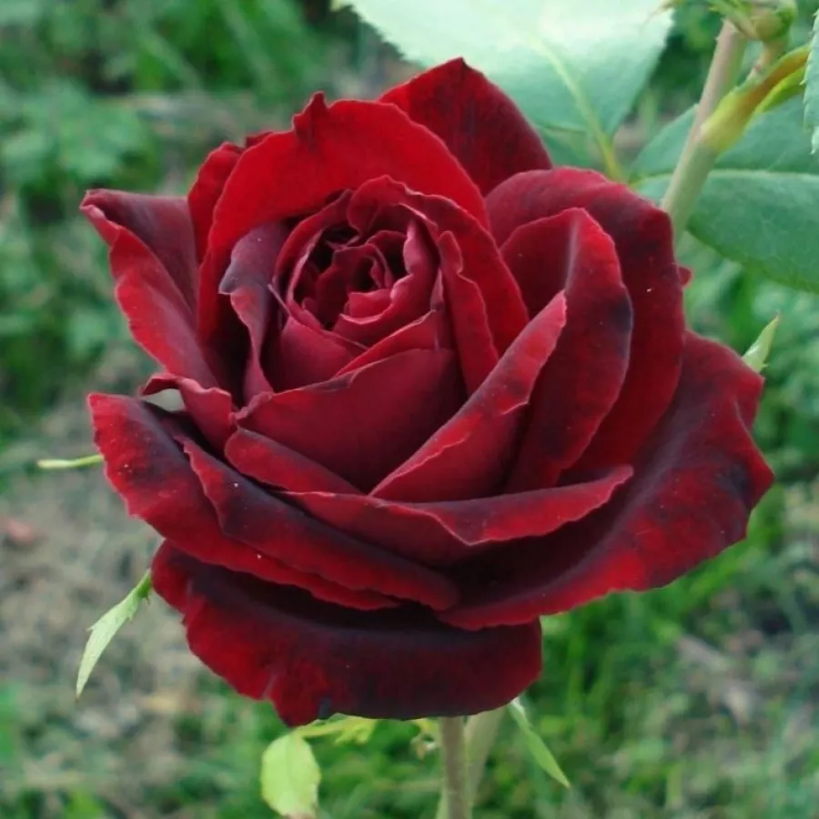 Bezmirisna ruža - Ruža - Perla Negra - naručivanje i isporuka ruža