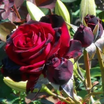 Vörös - teahibrid rózsa   (80-100 cm)