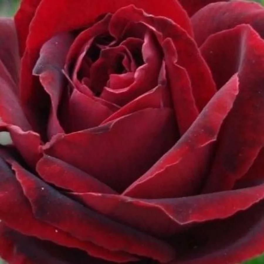 DELurt - Rosen - Perla Negra - rosen online kaufen