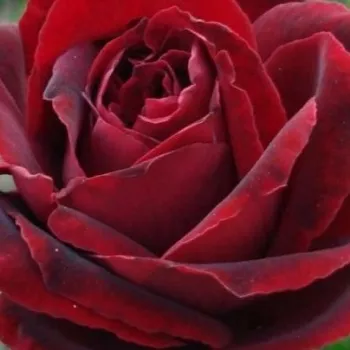 Online rózsa vásárlás - teahibrid rózsa - nem illatos rózsa - Perla Negra - vörös - (80-100 cm)