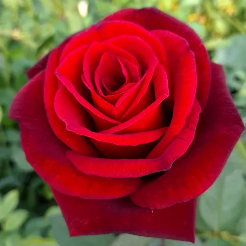 Red Nostalgie